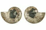 Cut & Polished, Agatized Ammonite Fossil - Madagascar #317706-1